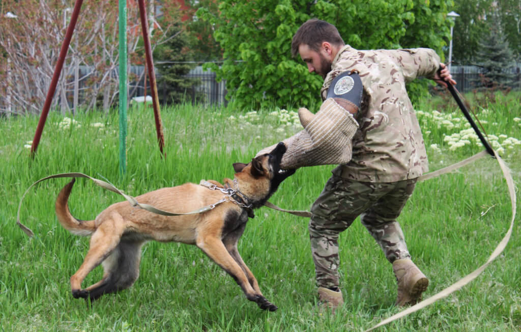 кінологи собаки